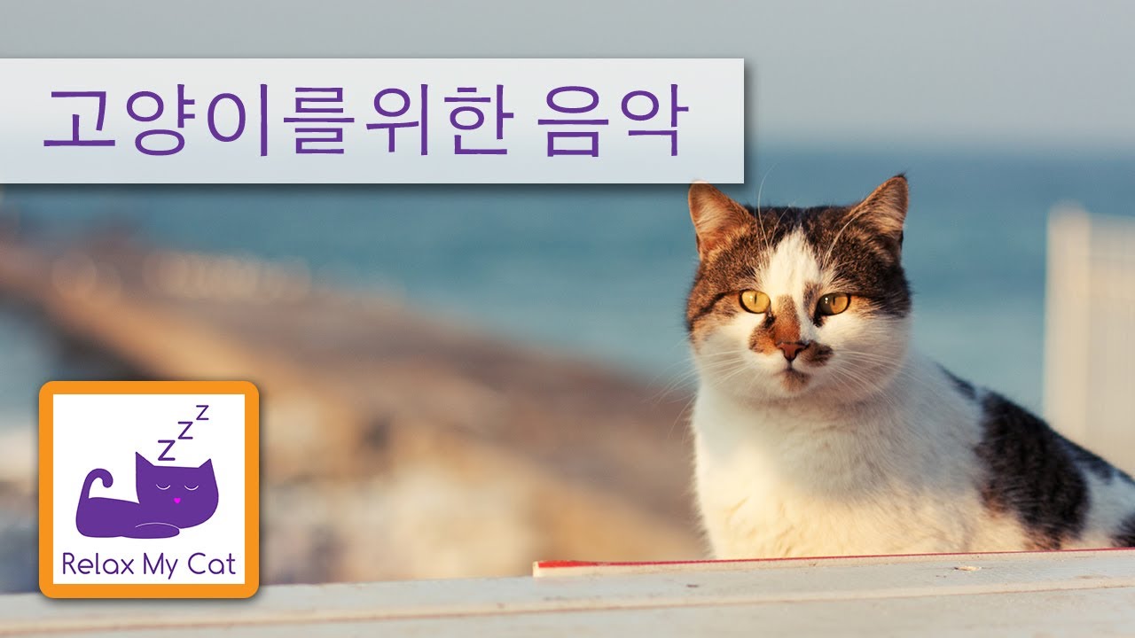 cats with separation anxiety for sale Music for cats - Cat relaxing music - Cat music - Cat help to sleep Relax My Cat
