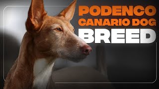 Adopting a podenco? Here's what you should know.