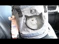 病院に行ってきます！うみちゃんの病気について【スコティッシュフォールド】-Going to the hospital.About cat diseases