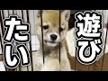 凄く遊び盛りな女の子“豆柴なぎちゃん”爆誕！