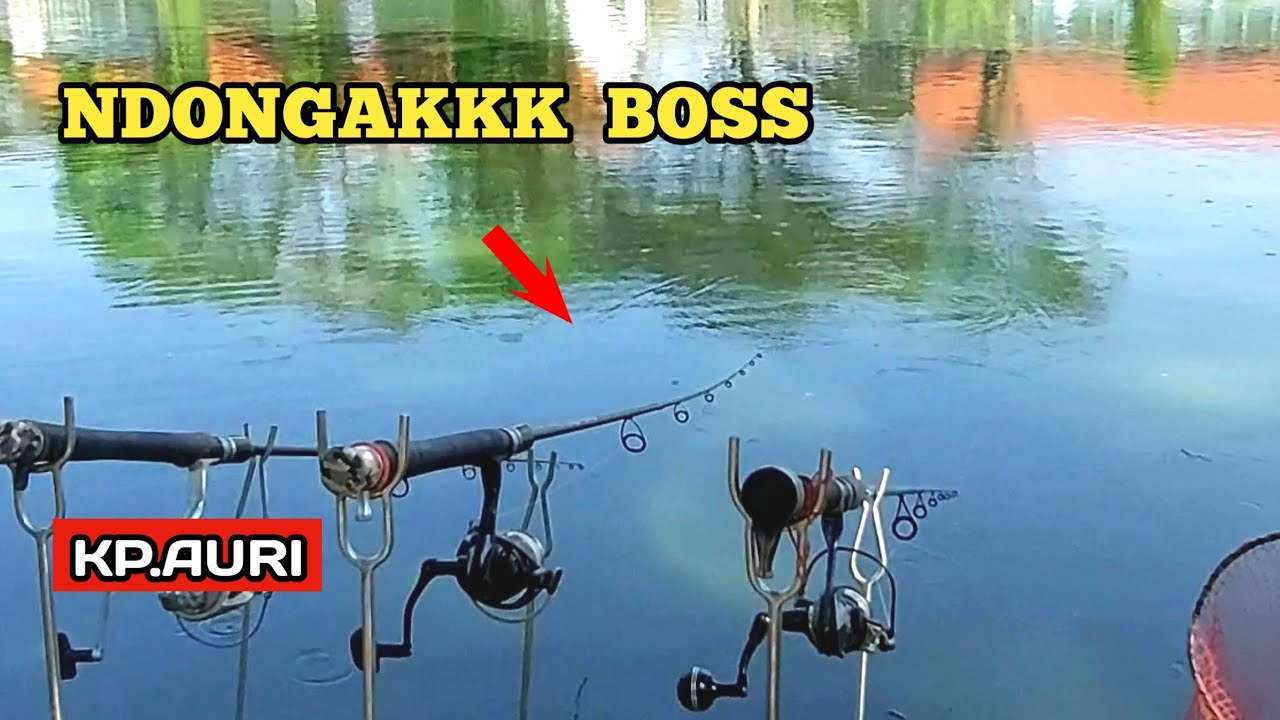 Beda Lapak Diserbu Nila Terus ‼️ Mancing Patin Harian