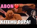 JODOHIN ABON SAMA ANJING SARA WIJAYANTO!