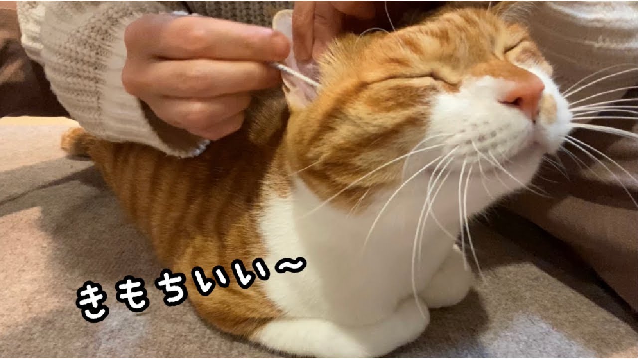 耳かきが気持ちよくてニヤけちゃった猫