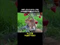 ネザーランドドワーフがもふかわいい、、 #ネザーランドドワーフ #ネザーランド #ウサギ #かわいい #うさぎ #動物 #雑学 #豆知識 #shorts