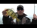 Lake simcoe perch with jp derose  dave mercers facts of fishing the show season 6 full episode