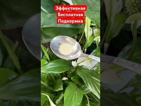 Лучшая бесплатная подкормка для комнатных растений #цветы #подкормка #удобрение