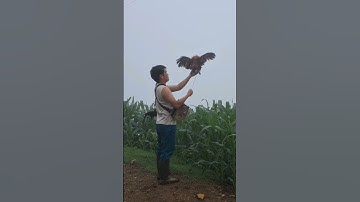 gà rừng mã đỏ đi nương đập cánh gáy cực phê. qaib qus ntxuaj ti qua zoo tiag tiag