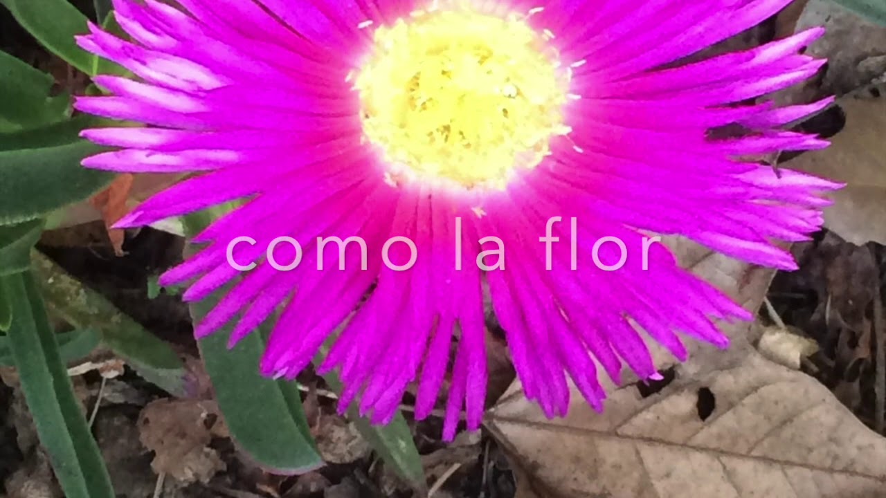 Como la flor. Bajo