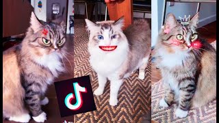 Awesome Cats of TikTok ~ Cutest & Funniest Cats on TIK TOK 2020🐱