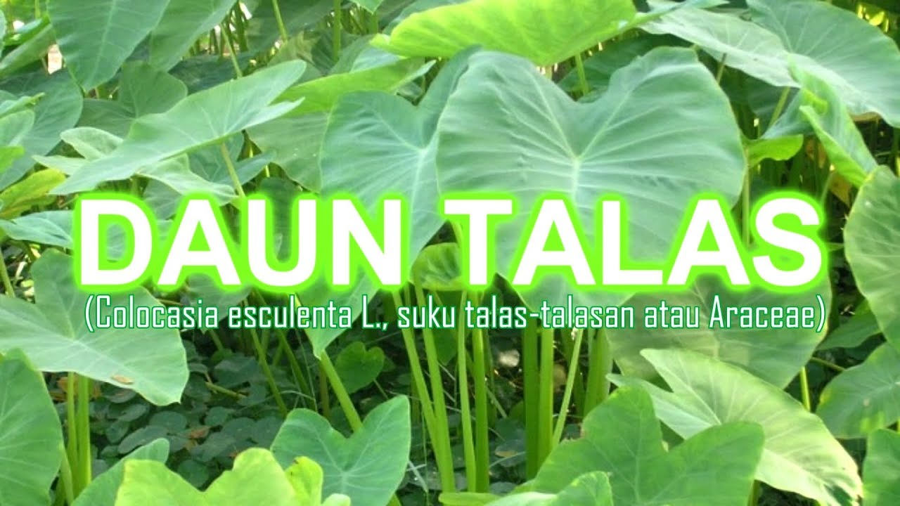 "DAUN TALAS" 