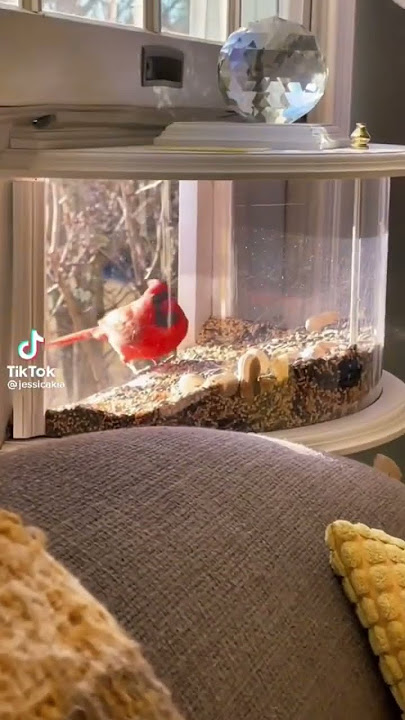 I want one in every room 😭 #springtime #spring #birdfeeder #amazonhaul #amazon