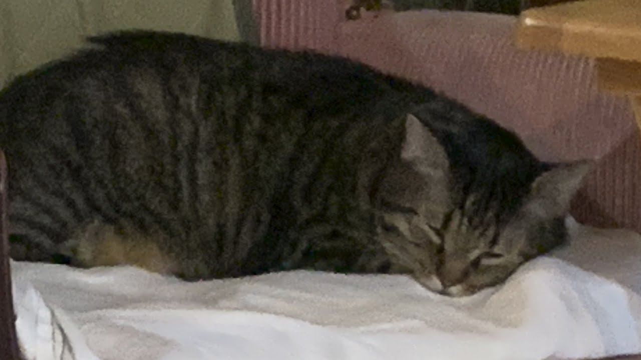 MacktheCatDentalAftermath. Minidocumentary; what happened to my cat