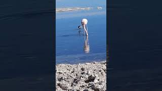 el salar de atacama en la laguna chaxa