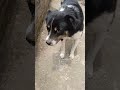 tuffy kya soch Raha hain #viralvideos #dogshorts #doglove #doglife #viralshort