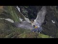 遊隼交尾 Peregrine Falcon Mating(Falco peregrinus)