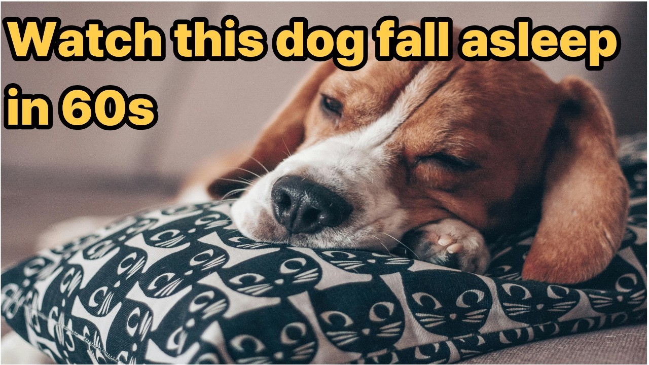 [6 ЧАСОВ] Превратите одиночество в уютный сон 🐶💤