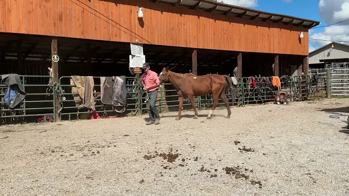Sold 4901- sorrel QH gelding 20yr old 15h $650 Deadline 10/20/25 