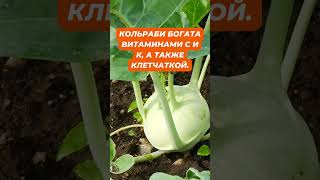 Факты о кольраби №3 #кольраби #капуста  #дача #огород #земледелие