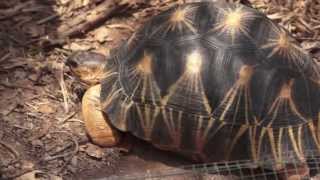 Houston Zoo's 90-year-old tortoise 'Mr. Pickles' is a first-time