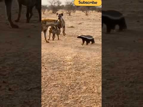 انضر شجاعة غرير العسل كيف هاجم ضبع   عسيلة