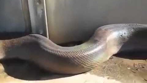 Video ular terbesar bikin kaget