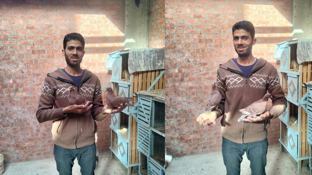 اسباب ضعف الإنتاج عند الحمام 🕊️🕊️👌💥