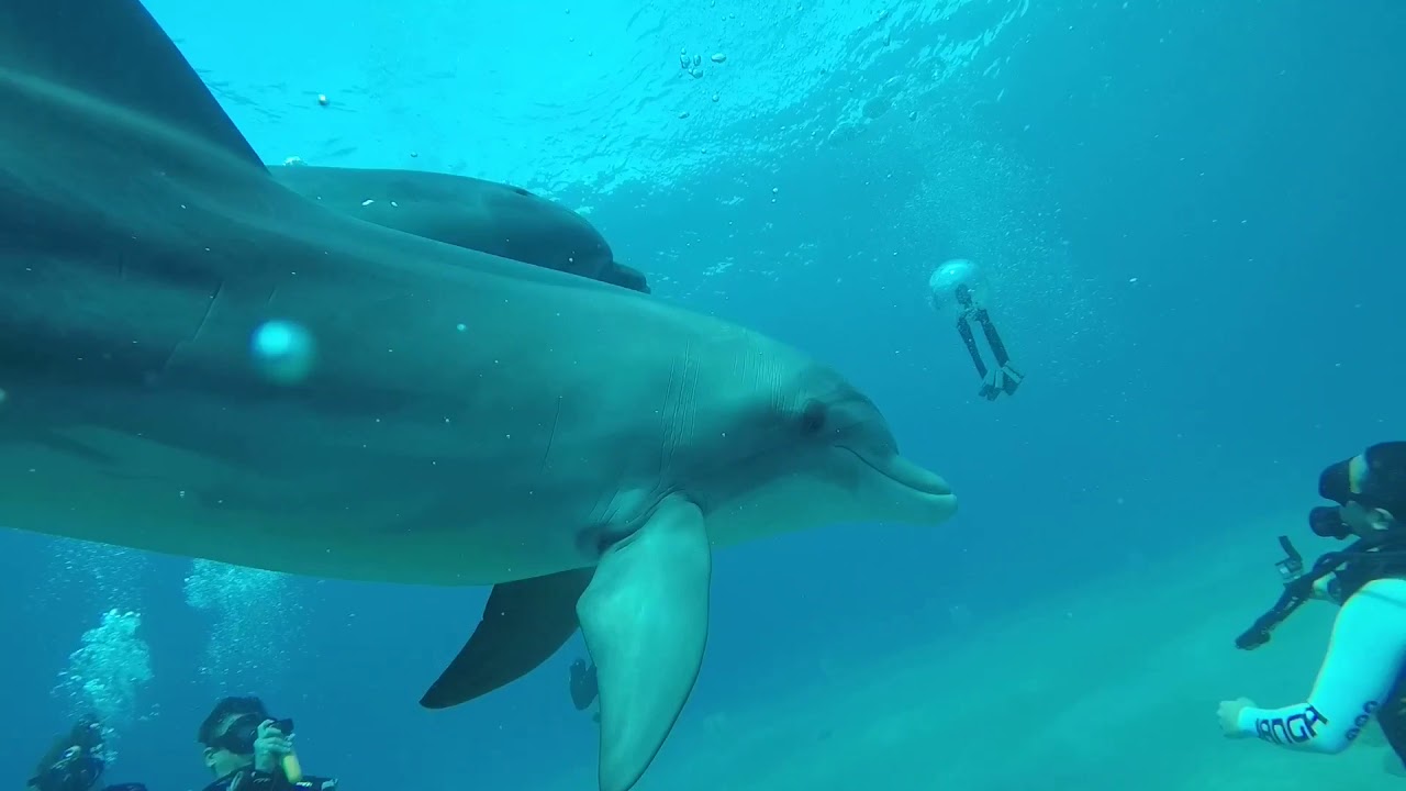 Out Of The Blu - SharkStream Ashdod & Katza Eilat