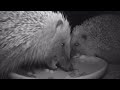 Hedgehogs Shoving and Loving!