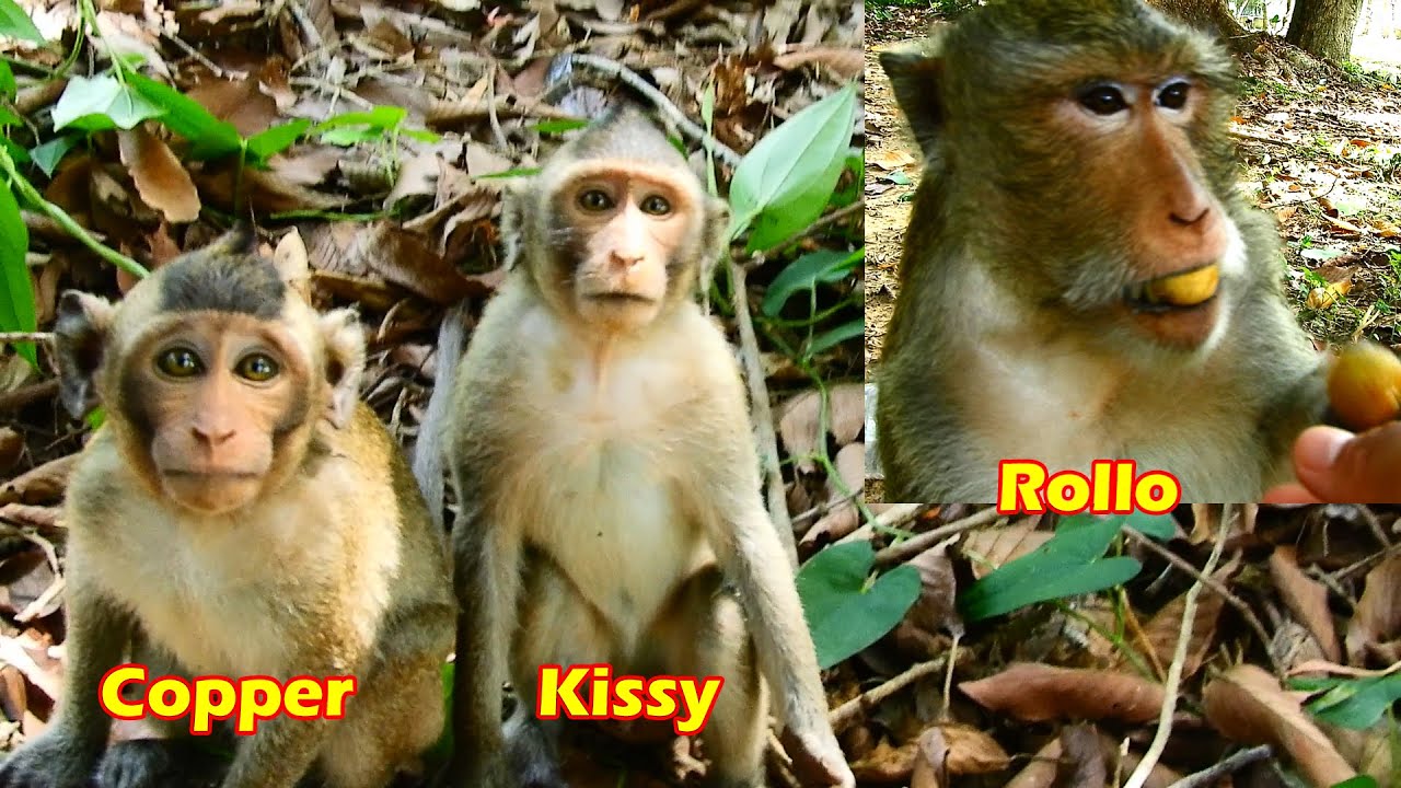 Meet Mila troop monkeys. How Hungry they are!