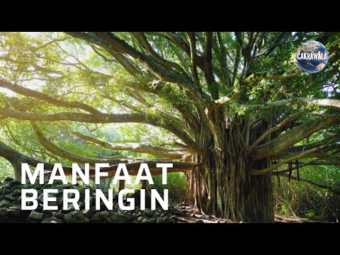 Video: Tumbuhkan Pokok Ficus Berpasu Berumur Panjang - Seberapa Besar Ficus Di Dalam Rumah