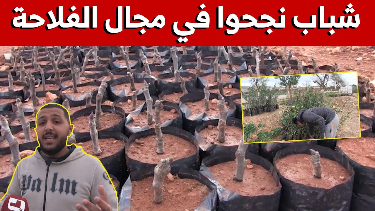 شقيقان شابان يحققان نجاحا كبيرا في إنشاء مشتلة لإنتاج الأشجار لتصبح المقصد الأول لفلاحي #عين_الدفلى