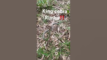 Dihadang ular ini bikin jantung mau copot‼️⚠️😫#kingcobra #ular #video #shorts #animals #borneo