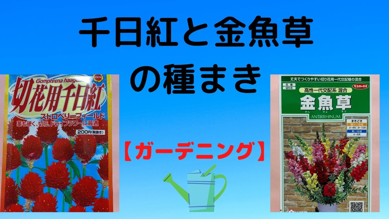 ガーデニング 種まき 千日紅 ストロベリーフィールド 金魚草の種まきをしました Youtube