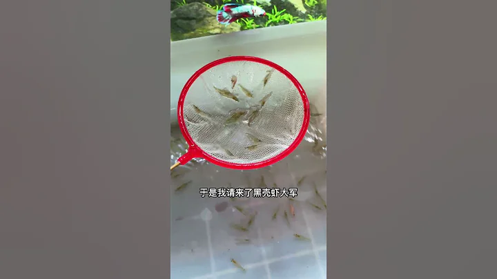 Brave Black Shrimp: A Skilled Algae Fighter in the Aquarium, the Fluffy Doghead's Late-Night Snack - 天天要聞