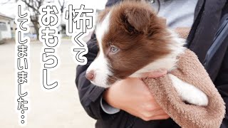 🦄るんるんでドライブしてたら行き先が病院だったボーダーコリーの子犬/Border Collie Puppy by ゆに&メッシ.DOG&CAT 1,344 views 3 years ago 7 minutes, 16 seconds