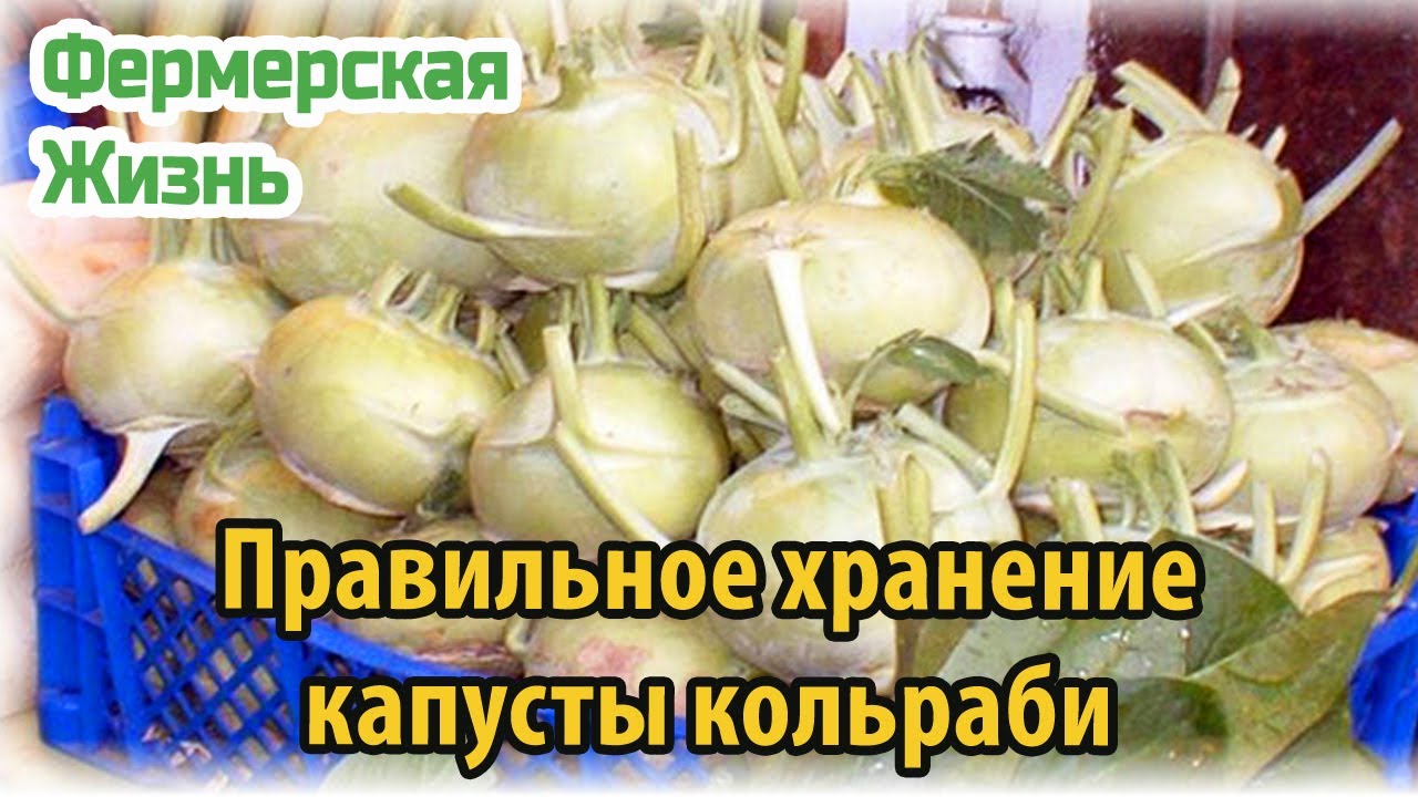 Правильное хранение капусты кольраби