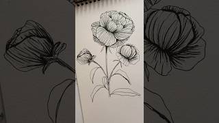 Peonies Drawing Time Lapse  #shorts #peonies #timelapsedrawing #flowerdrawing #drawingtimelapse