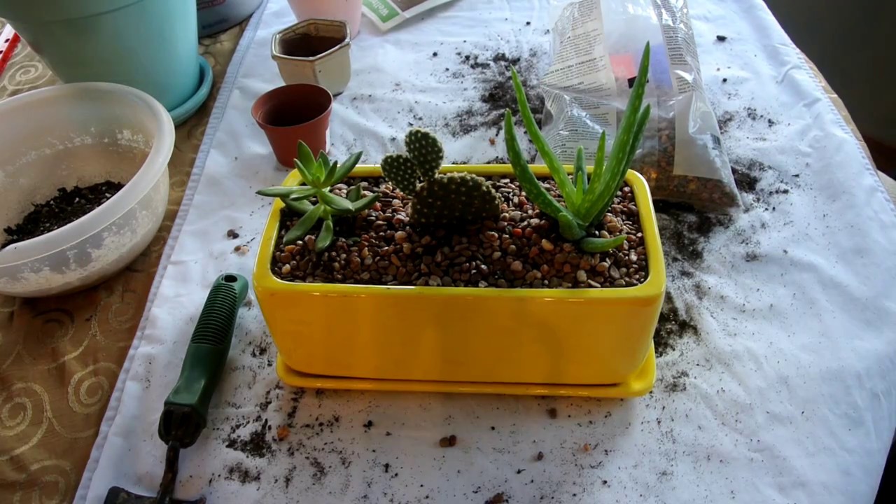 How I Repot My Succulents - YouTube