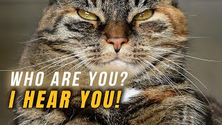 Your cat doesn't know your face (here's how they recognize you)