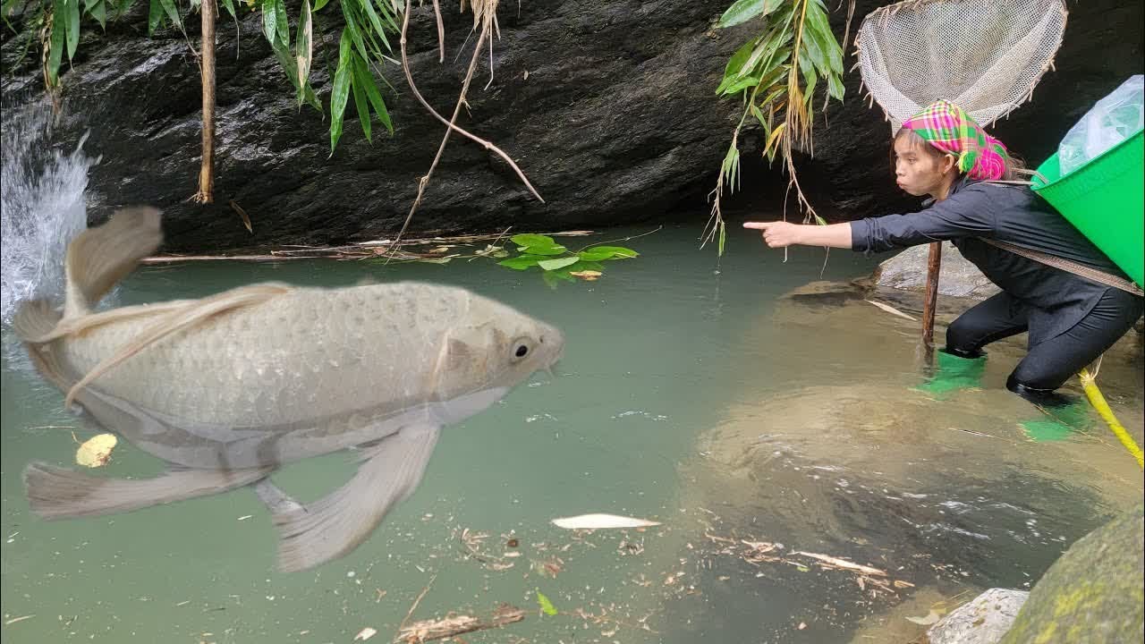 Meet many species of giant fish in the puddle. creates traps from ...