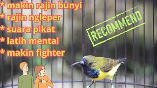 Download Lagu SOGON MACET BUNYI ⁉️ TERAPI SUARA BURUNG SOGON LIARAN SUARA PIKAT AUTO RAJIN BUNYI MP3 Download Lagu SOGON MACET BUNYI ⁉️ TERAPI SUARA BURUNG SOGON LIARAN SUARA PIKAT AUTO RAJIN BUNYI MP3