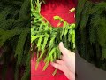 Raz 38" Real Touch Real Feel Mixed Greenery Christmas Wreath
