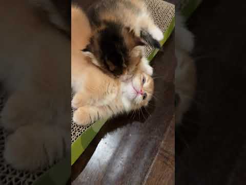 Baby Cats – Cute and Funny Cat #cat #cute Part 77