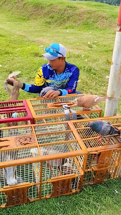 Download lagu training with under-flying pigeons before the competition #pigeons #mypigeons #under-flying pigeo...