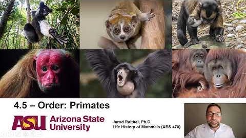 Lecture 4.5_Order Primates
