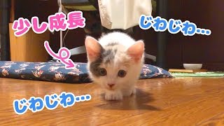 大きくなったじわじわ近づいてくる子猫