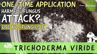 Cara Penggunaan Trichoderma Viride (Bio-Fungisida) di Kebun | Perlindungan Organik untuk Tanaman (BAHASA INGGRIS)