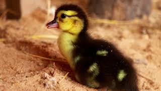 baby duck