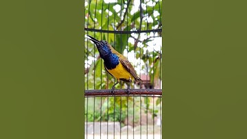 burung sogon ngalas gacor NGLEPER #pancingansogokotong #shorts