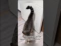 • “Those cats are as naughty as little devils.”